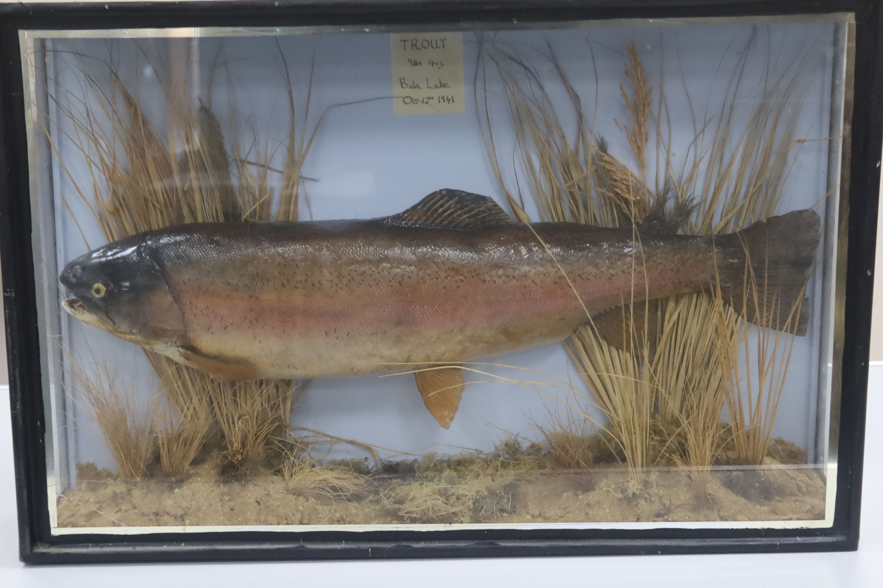 A cased taxidermic trout, 9lbs 4oz., width 70cm